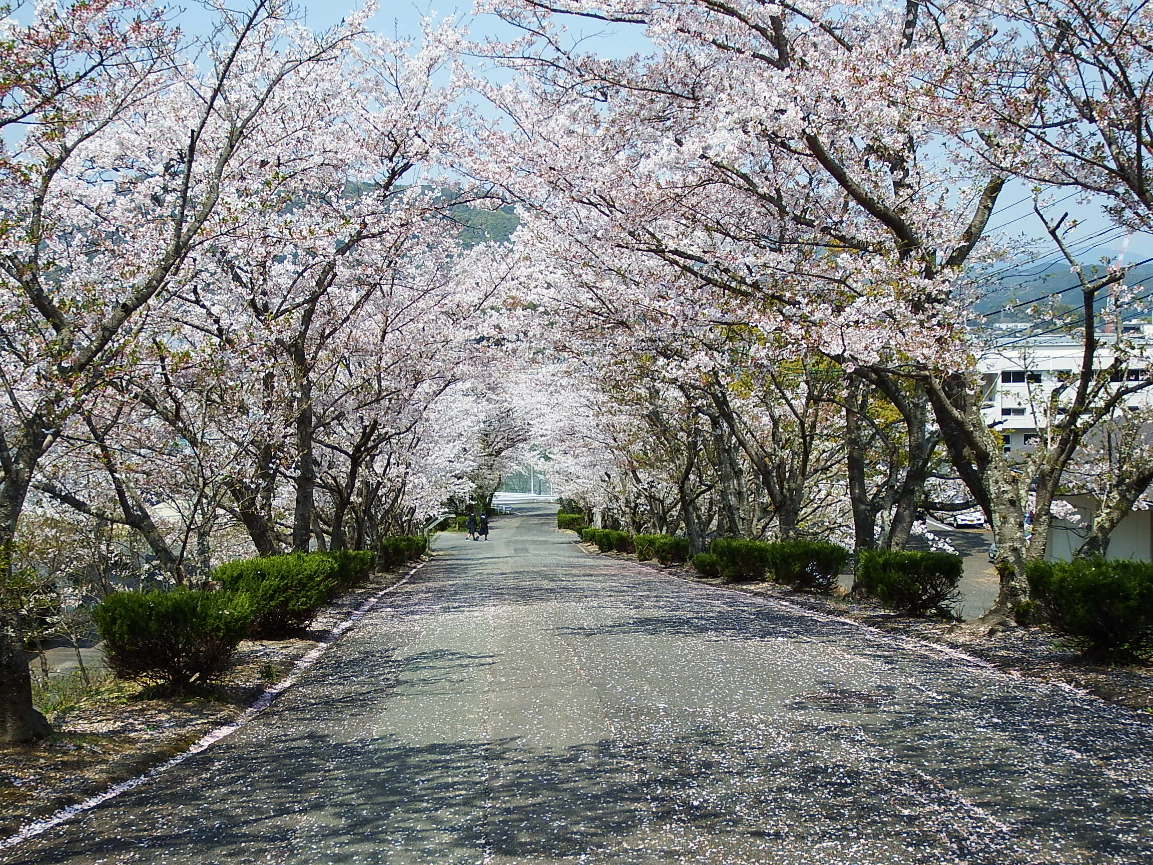 佐賀県立武雄高等学校